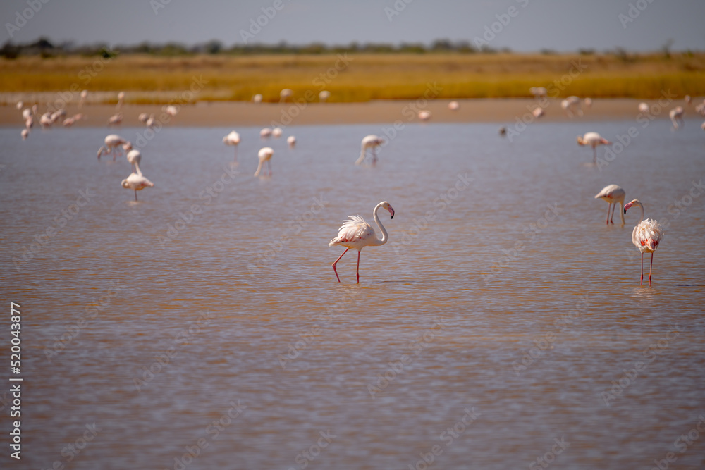 Flamingos in Etosha National Park, Namibia