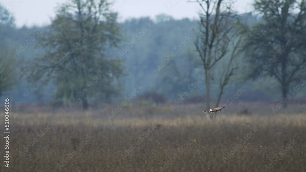Northern Harrier in Flight, hunting over tall grass Northern Harrier in Flight, hunting over tall grass