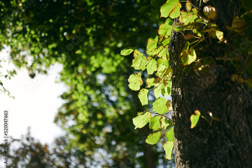 City park alley in autumn. Close up of autumn leaves.