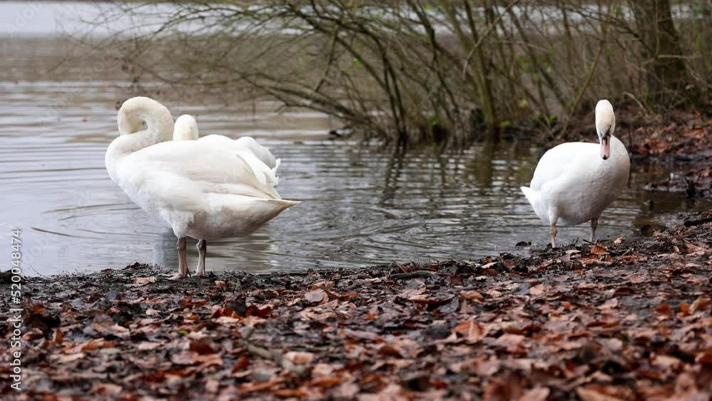 Four swans (Cygnus) go ashore and preen themselves - 2 clips - Canon R6 [4K50p]