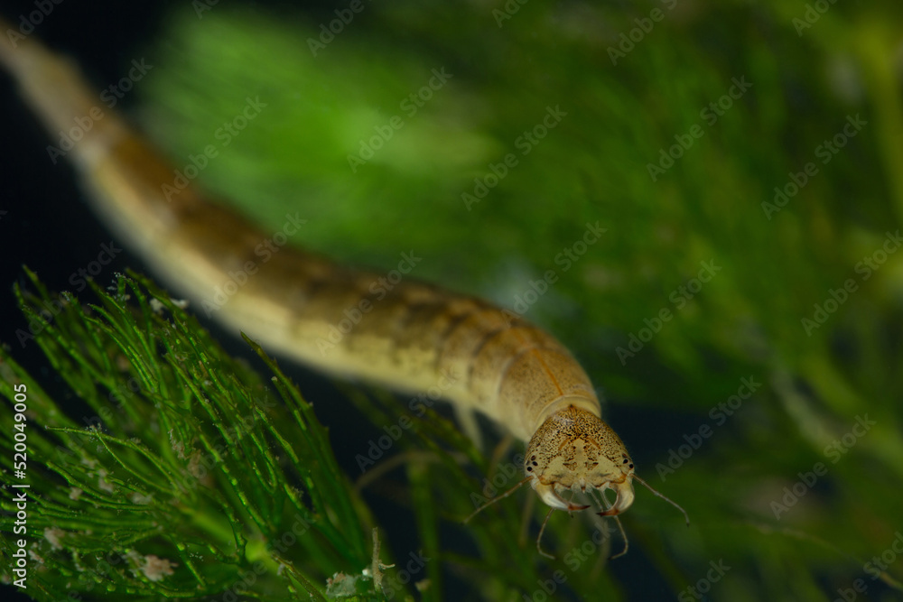 Diving beetle larva (water tiger) among water plants