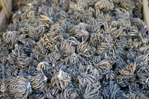 Ranunculus corms in bulk for planting