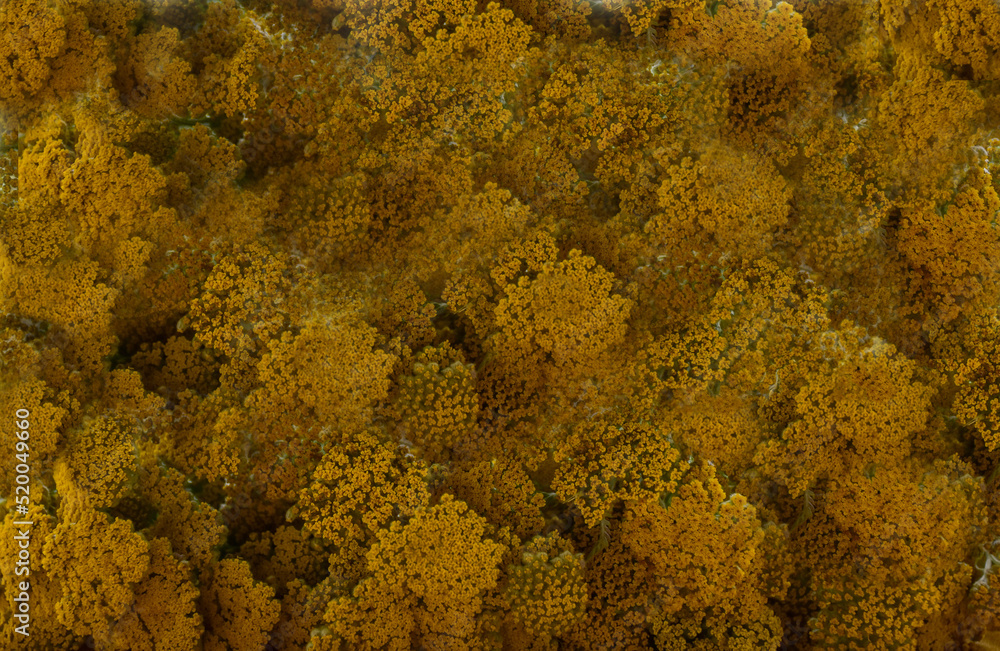 full of yellow yarrow flowers background full of yellow yarrow flowers background