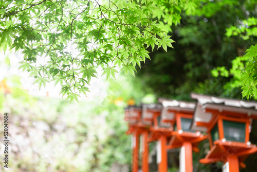 Kurama Temple with green maple tree