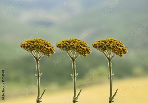 organic yellow yarrow flowers with green blur background