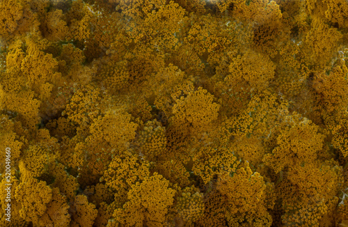 full of yellow yarrow flowers background
