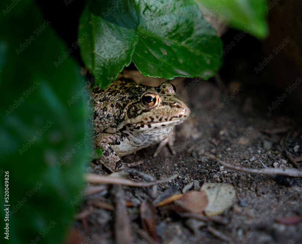 frog hidden in nature frog hidden in nature