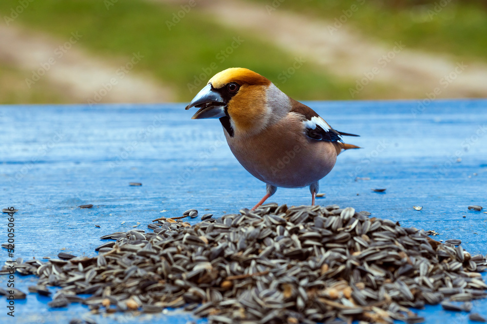 Φωτογραφία Male Adult Hawfinch Bird on a Pile o Sunflower Seeds - Latin Name: Coccothrauste