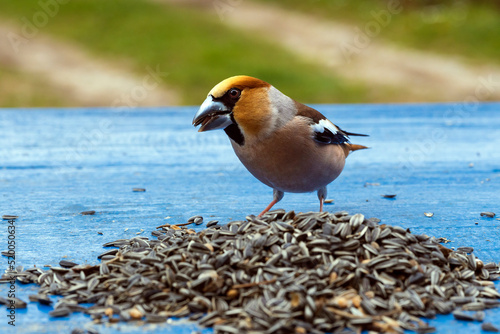 Obraz na plátně Male Adult Hawfinch Bird on a Pile o Sunflower Seeds - Latin Name: Coccothrauste