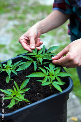 Woman hands Taking Care of Growing Young Marijuana Plants