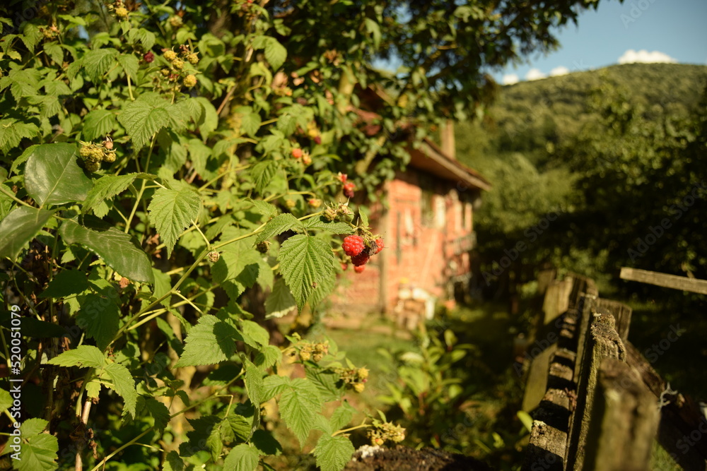 A beautiful view of an outdoor garden, in the golden sunlight of the evening hours; with ripe raspberry in focus hanging on a bush and bokeh background of a landscape with a village house and mountain A beautiful view of an outdoor garden, in the golden sunlight of the evening hours; with ripe raspberry in focus hanging on a bush and bokeh background of a landscape with a village house and mountain