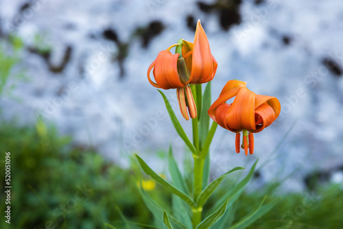 Lilium Carniolicum  Commonly Called Golden Apple Flower or Carniolan Lily is a Protected Alpine Flower Growing only in Slovenia photo