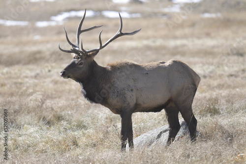 stag with large antlers walking on the Rocky Mountains in winter © Peter