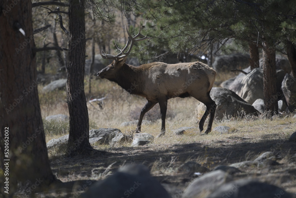 male elk standing under an evergreen tree by a rock male elk standing under an evergreen tree by a rock