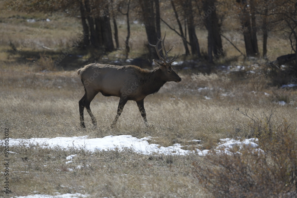 male elk walking on a field with snow in front of a forest male elk walking on a field with snow in front of a forest