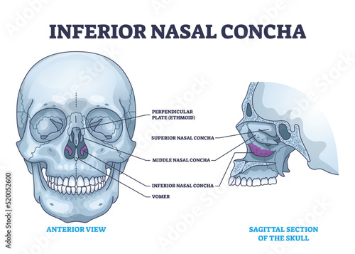 Inferior nasal concha location with human nose area anatomy outline diagram. Labeled educational scheme with medical breathing cavity from anterior and sagittal section of skull vector illustration.