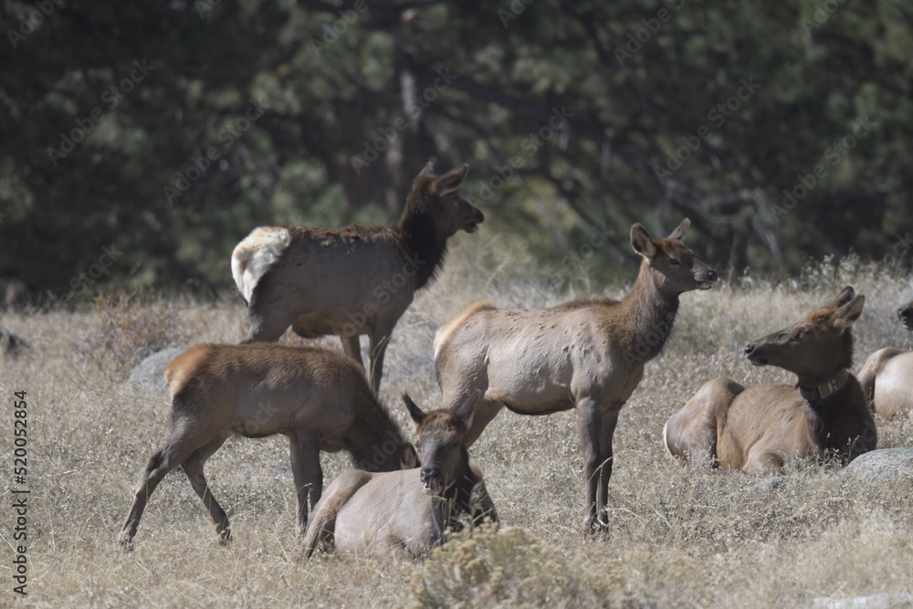 herd of deer standing by a forest in winter on the Rocky Mountains herd of deer standing by a forest in winter on the Rocky Mountains