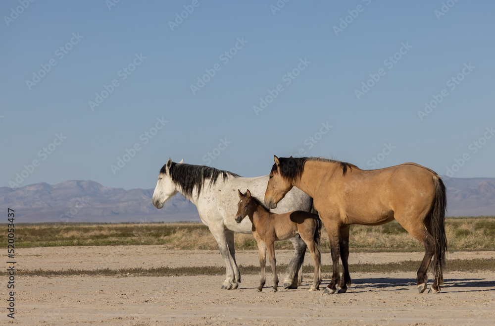 Wild Horses in Spring inthe Utah Desert Wild Horses in Spring inthe Utah Desert