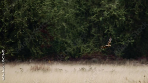 Northern Harrier in hunting along the tall grass photo
