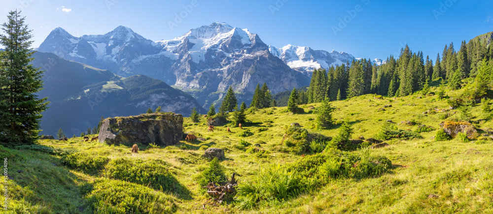 The panorma of Bernese alps with the Jungfrau, Monch and Eiger peaks over the alps meadows with the herd of cows. - obrazy, fototapety, plakaty 