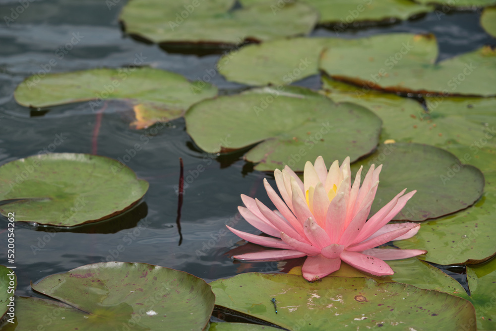 beautiful flowers in the water