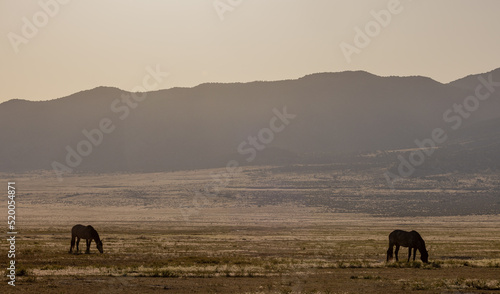 Wild Horses in Spring inthe Utah Desert © natureguy