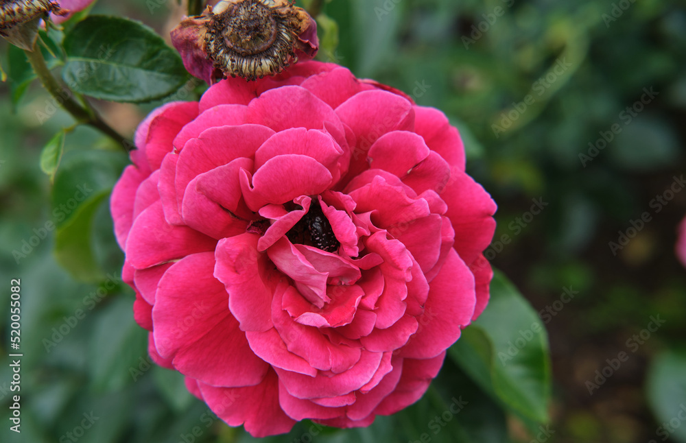 Fototapeta premium beautiful roses in botanical garden