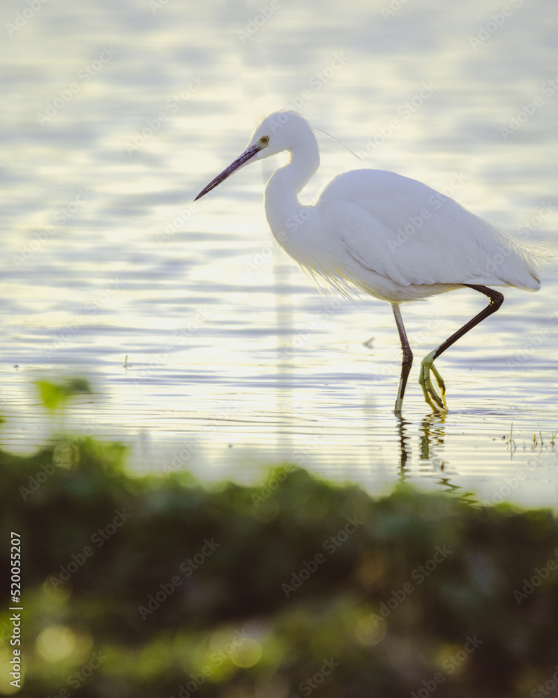Fototapeta premium egret at sunset