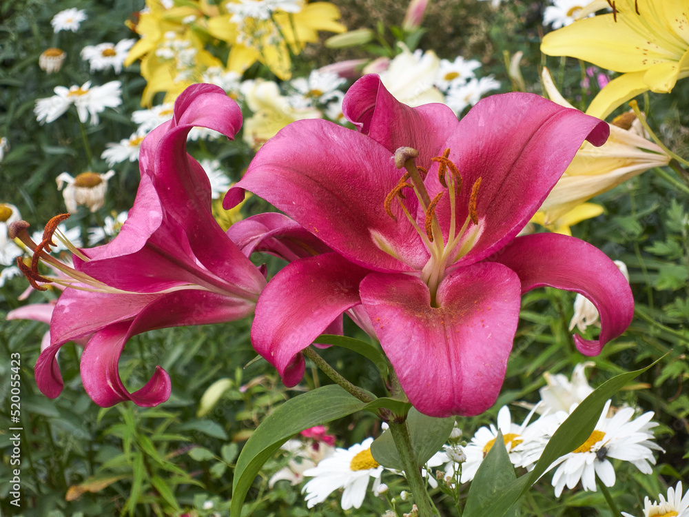 beautiful flowers in the garden