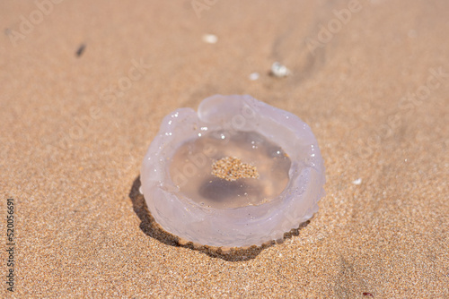 dead jelly fish on a beach