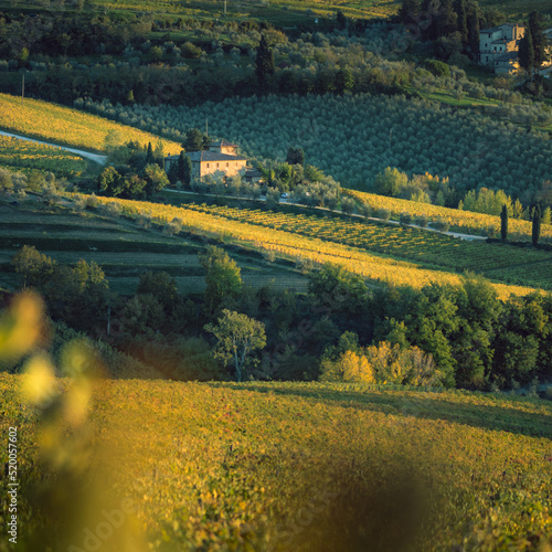 Panorama of Chianti vineyards at sunset  Tuscany  central Italy Europe.