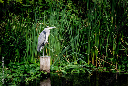 Moody Portrait of a Grey Heron standing on the river bank on the lookout for something to eat like a fish of frog