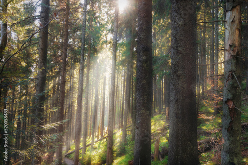 Fototapeta Naklejka Na Ścianę i Meble -  Fairy autumn forest in the mountains. Beautiful landscape with the morning sun rays shining through the tall trees on mountain foot.