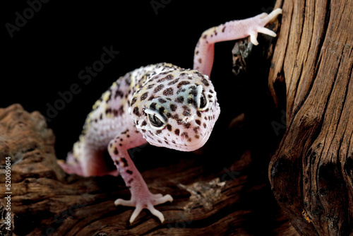 eopard gecko lizard on wood with black background, eublepharis macularius
