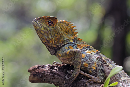 Forest dragon reptile on a branch  Gonocephalus chamaeleontinus  animal closeup