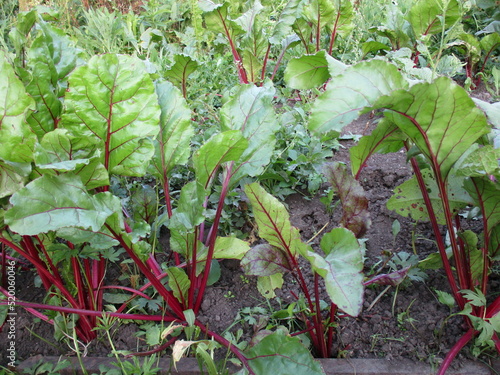 cabbage growing in a garden