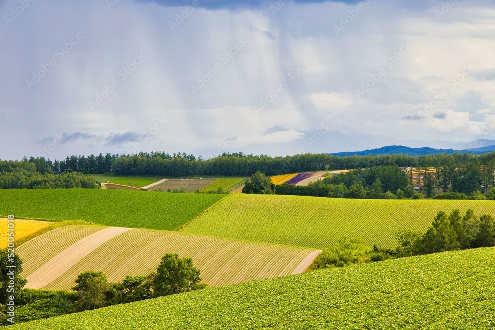 Obraz premium Magnificent view of Biei district, Hokkaido