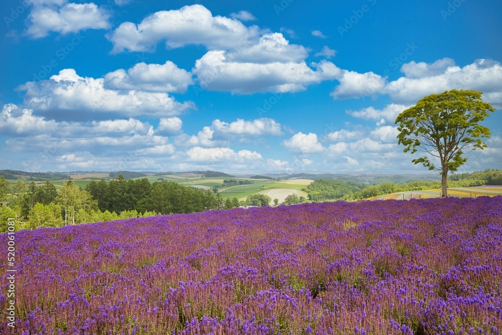 Flower field in Furano, Hokkaido