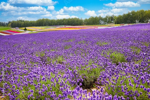 Lavender field in Furano, Hokkaido f road