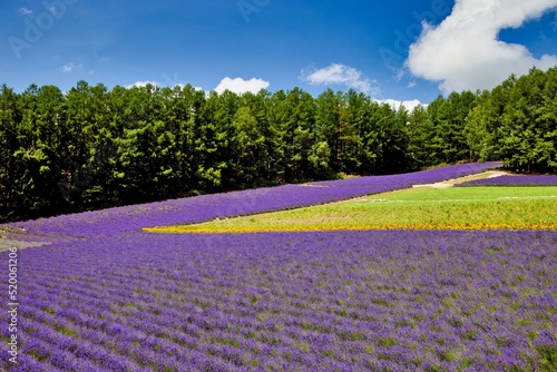 Lavender field in Furano, Hokkaido f road © funbox