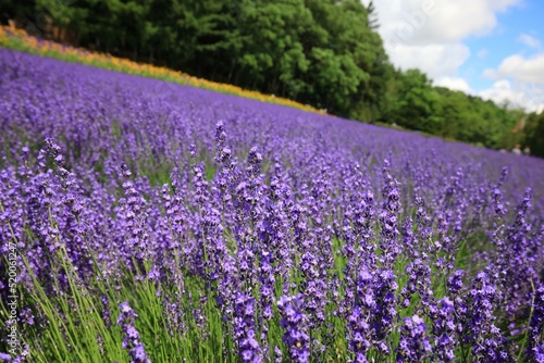 Lavender field in Furano, Hokkaido f road