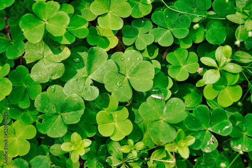 green clover texture closeup, forest nature background pattern of shamrock, trefoil green ground backdrop macro for St. Patrick Day