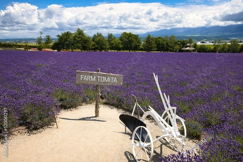 Lavender field in Furano, Hokkaido f road