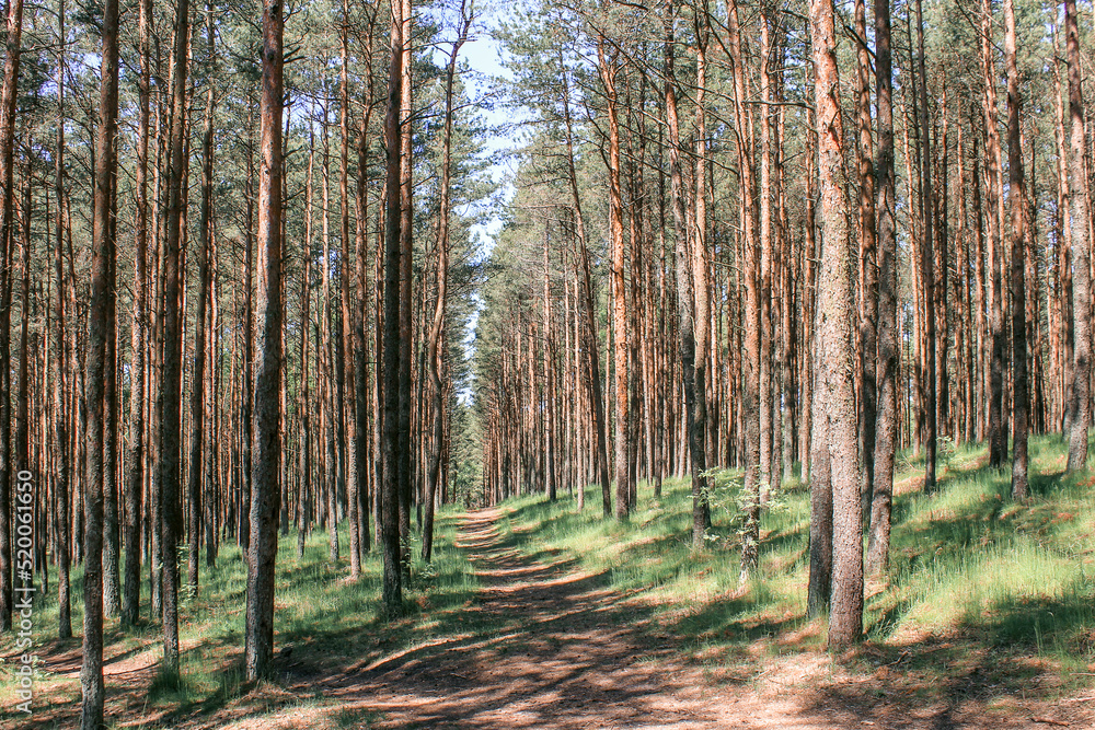 Fototapeta premium the road through the young pine forest. natural background