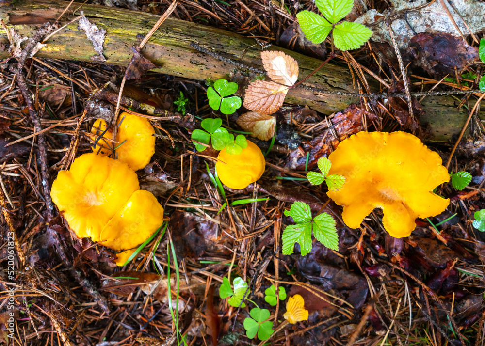 Close-up of small orange chanterelles growing among the green grass in a pine forest Close-up of small orange chanterelles growing among the green grass in a pine forest