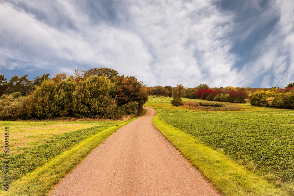 Obraz premium Autumn landscape with golden colored foliage. Country Road in field. High quality photo
