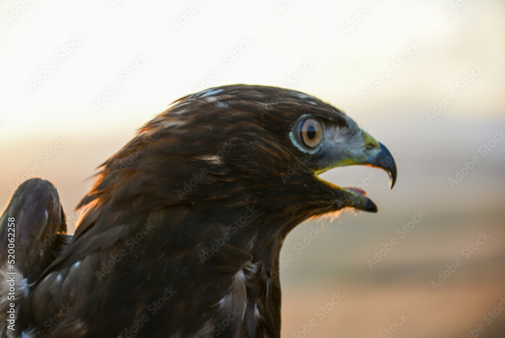 Eagle and its big beak. Eagle head. Eagle in nature Eagle and its big beak. Eagle head. Eagle in nature