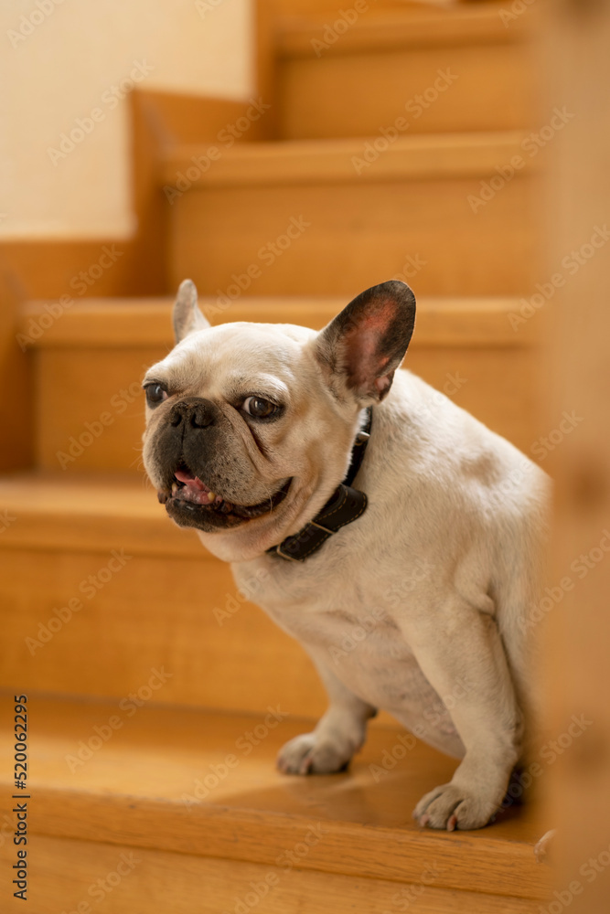 white french bulldog sits on the wooden stairs in the house