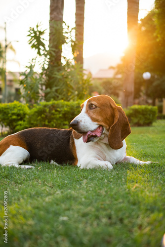 BASSET HOUND EN EL CESPED EN EL ATARDECER
