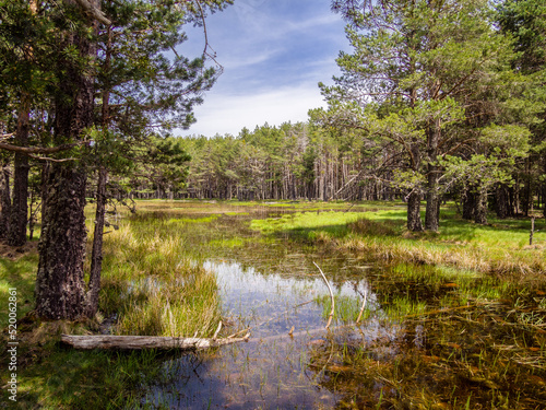 Pequeña laguna de montaña rodeada de árboles verdes con un cielo azul de nubes blancas.